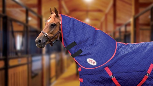 The importance of a healthy lymphatic system in horses