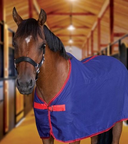 Equine