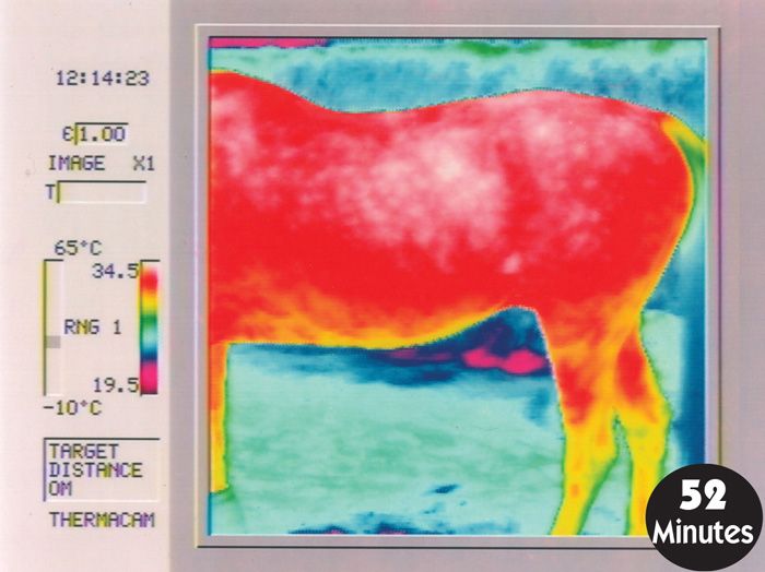 Mirotec Foal Newborn Kit